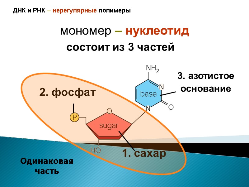 ДНК и РНК – нерегулярные полимеры мономер – нуклеотид 2. фосфат 1. сахар 3.